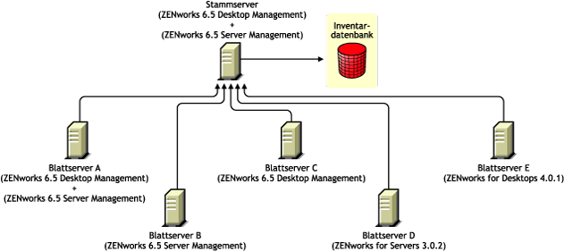 Blattserver mit verschiedenen Versionen von ZENworks, die ein Roll-up der Inventarinformationen auf den Stammserver mit ZENworks 6.5 Desktop Management und ZENworks 6.5 Server Management durchführen.