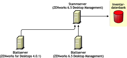 ZENworks for Desktops 4.0.1-Blattserver und ZENworks 6.5 Desktop Management-Blattserver, die ein Roll-up der Inventarinformationen auf den ZENworks 6.5 Desktop Management-Stammserver durchführen.