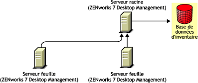 Les serveurs feuilles de ZENworks 7 Desktop Management transfèrent vers le serveur racine de ZENworks 7 Desktop Management.
